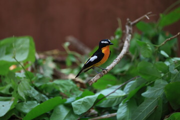 Fototapeta premium The Yellow-rumped Flycatcher is a migratory bird that can be found in parks, community forests, or natural forests throughout Thailand.