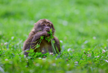monkey in the green grass © san