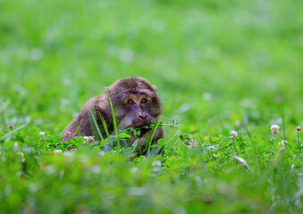 monkey in the green grass © san