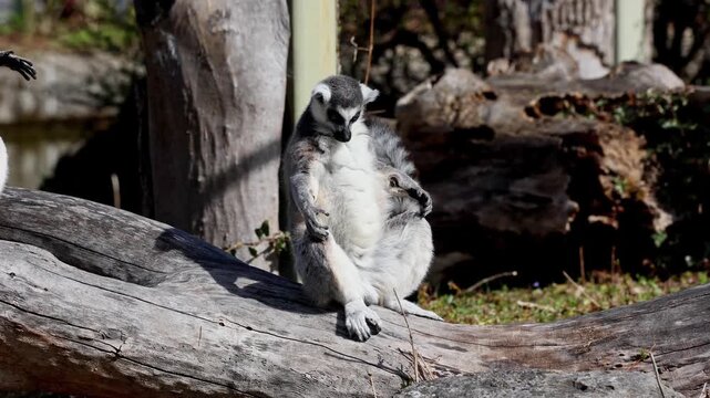 The ring-tailed lemur, Lemur catta is a large strepsirrhine primate and the most recognized lemur due to its long, black and white ringed tail.Like all lemurs it is endemic to the island of Madagascar