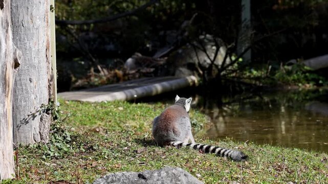 The ring-tailed lemur, Lemur catta is a large strepsirrhine primate and the most recognized lemur due to its long, black and white ringed tail.Like all lemurs it is endemic to the island of Madagascar