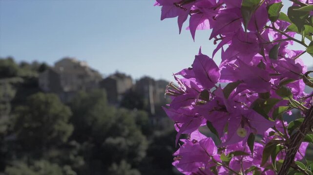 bougainvillier en fleur