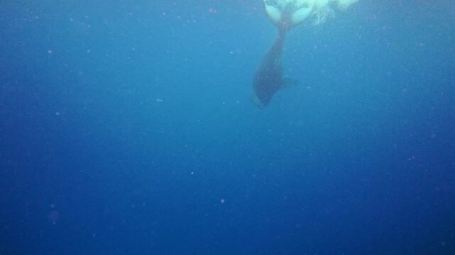 Humpback whale baby in the deep blue waters of Okinawa ,Japan
