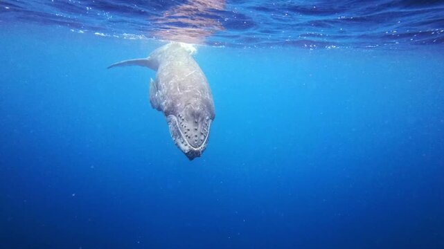 Humpback whale baby in the deep blue waters of Okinawa ,Japan	
