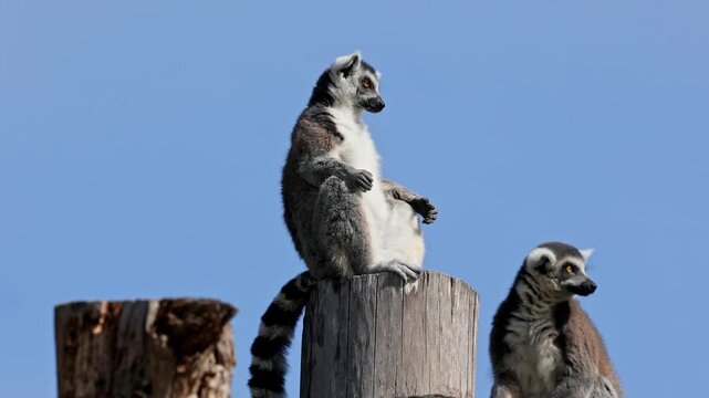 The ring-tailed lemur, Lemur catta is a large strepsirrhine primate and the most recognized lemur due to its long, black and white ringed tail.Like all lemurs it is endemic to the island of Madagascar
