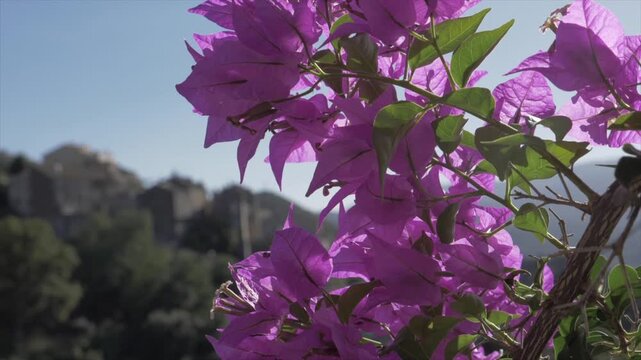 bougainvillier en fleur