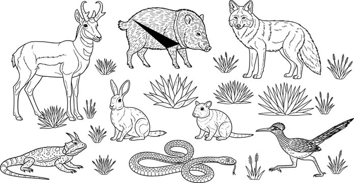 North American Desert Wildlife Set with Pronghorn, Javelina, Coyote, Rabbit, Snake, Roadrunner, and Frog in Line Art