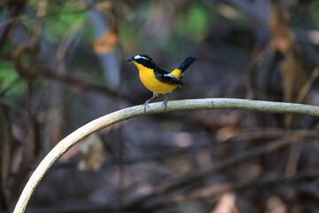 Obraz premium The Yellow-rumped Flycatcher is a migratory bird that can be found in parks, community forests, or natural forests throughout Thailand.