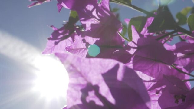 bougainvillier en fleur