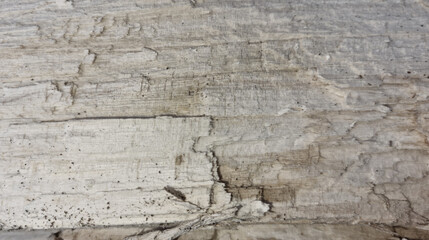 Fototapeta premium close-up of a broken tree trunk for the background. Selective focus