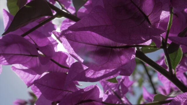bougainvillier en fleur