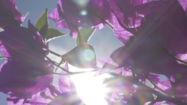 bougainvillier en fleur