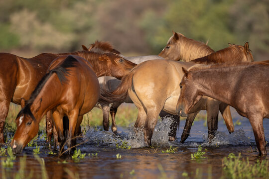 Herd of wild horses fighting and jostling in the Salt River near Mesa Arizona United States