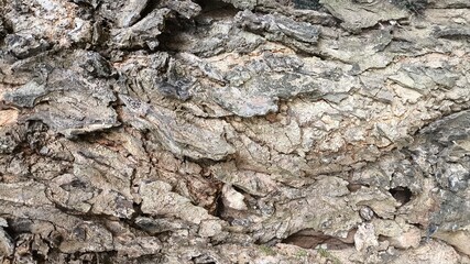 Fototapeta premium Gray tree bark macro texture with rugged embossed surface and organic detail, ideal for environmental backgrounds, abstract visuals, and creative banner design.