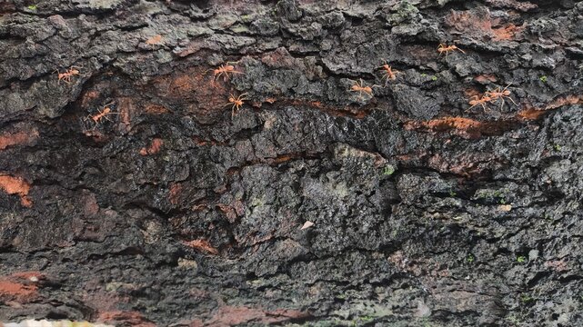 Natural gray bark texture with embossed detail and rough organic lines, forming a rustic background suitable for wallpaper and modern web layout design.