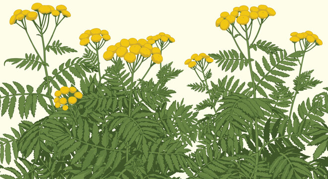 Vibrant yellow tansy flowers with feathery green leaves grow in a dense cluster against a light background, representing wild herbal nature.