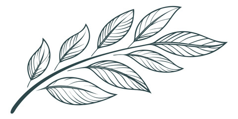 Minimalist botanical branch motif with detailed leaf texture botanical illustration sketched environment isolated decoration ornament backdrop wallpaper abstract © Mamun