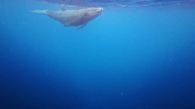 Humpback whale baby in the deep blue waters of Okinawa ,Japan	