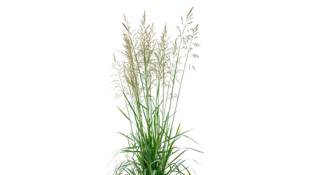 panicum virgatum commonly known as switchgrass isolated on transparent background cut out