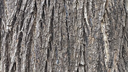 Naklejka premium Closeup of textured gray tree bark with embossed surface and natural cracks, creating a rugged background ideal for wallpaper, environmental visuals, and web design elements.