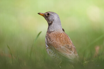 Fieldfare (Turdus pilaris) profile portrait. Blurred green background, copy space, bird on grass, spring wildlife, sharp focus, songbird, thrush, nature photography, minimalist.  © Mariia