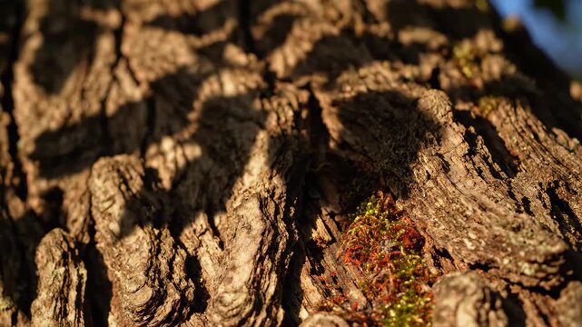 Close-up slow motion footage of ancient tree bark texture with moss and lichen in natural sunlight