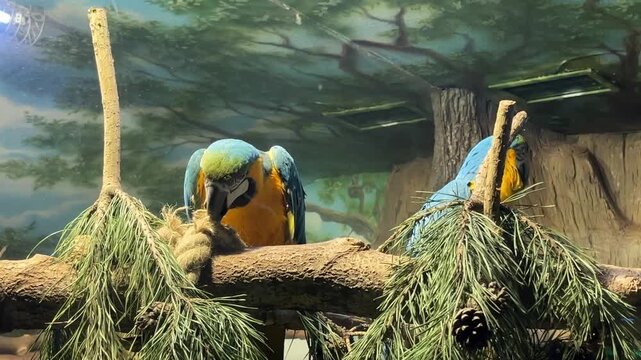 The parrot gnaws on the pole on which it is sitting. a pair of Blue and Yellow Macaws at a zoo in Moscow