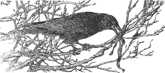 Obraz premium Black raven perched on leafless tree branches holding a snake in its beak, detailed ink drawing