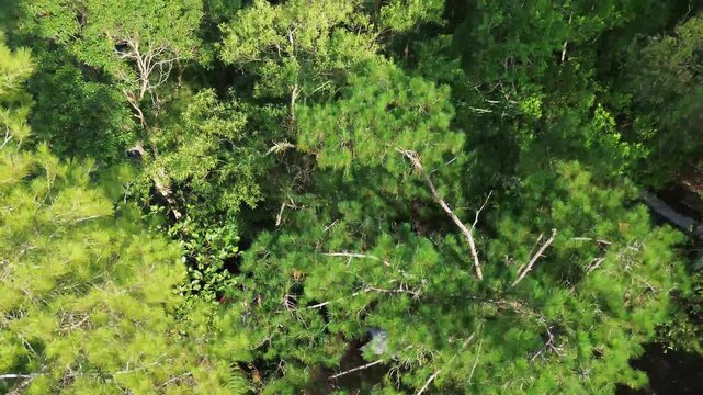 Cinematic aerial drone top view of dense tropical forest canopy with vibrant green trees and natural
