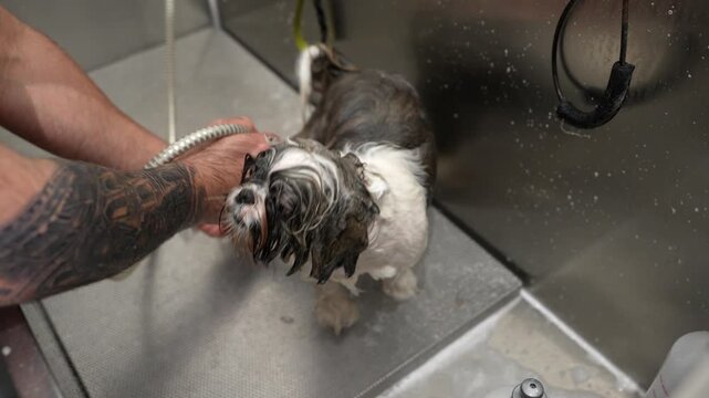 Tattooed male groomer washing a cute, wet shih tzu puppy in a professional stainless steel tub at a grooming salon, lathering the small dog with shampoo and rinsing its fur with a shower head