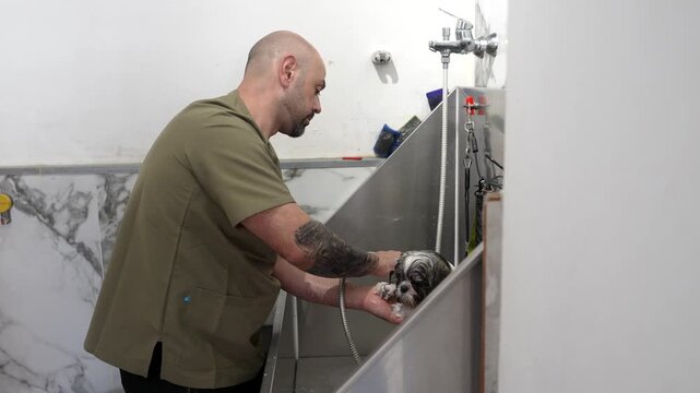 Male groomer with a tattoo carefully washing a cute shih tzu puppy in a professional grooming salon sink, providing a thorough bath and ensuring the pet's hygiene and cleanliness