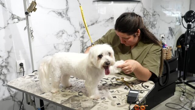 Professional female groomer carefully cutting the fur of a fluffy white maltese dog with scissors and clippers in a modern pet salon, showcasing the complete grooming and haircut process
