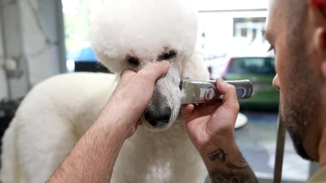 Professional male pet groomer with tattoos carefully trimming the face of a calm white standard poodle with an electric razor in a specialized salon offering complete animal care services
