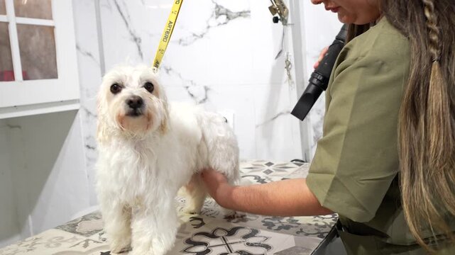 Female groomer using a professional blaster dryer on a small white maltese dog after a bath, carefully drying its wet fur on a grooming table in a specialized pet salon for hygiene care