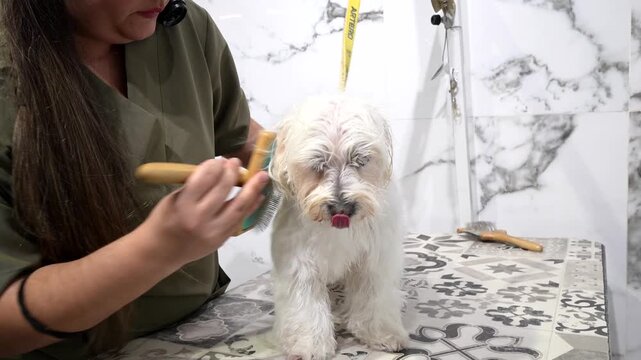 Professional female groomer carefully brushing the wet fur of a small white havanese dog after a bath, providing hygiene and care services in a specialized pet salon