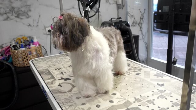 Adorable wet shih tzu dog standing on a professional grooming table after a bath, waiting patiently for a haircut and drying in a modern pet salon with grooming equipment in the background