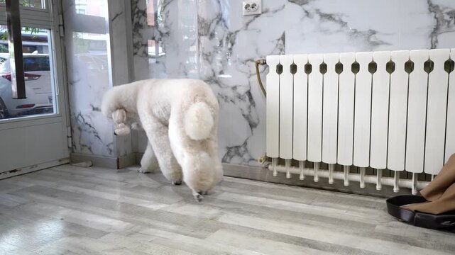 Graceful and elegant white standard poodle with a professional continental clip haircut walking across a room with marble walls and then calmly lying down on the wooden floor to rest