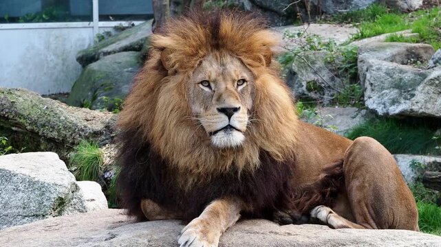 The lion, Panthera leo is one of the four big cats in the genus Panthera and a member of the family Felidae.