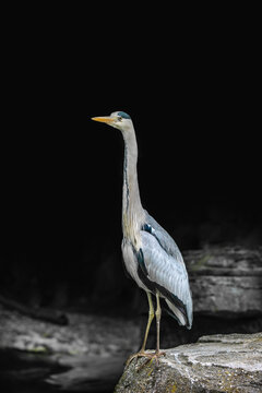 Grey Heron standing on rock with dark background with copy space