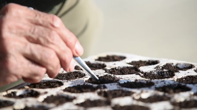 Man planting seed in soil in styrofoam box with tweezers, thermal protection and moisture retention