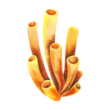Watercolor marine limestone tubular yellow coral sponges - siphons underwater animals of the sea. Hand-drawn illustration on a white background. Clipart of seaweed and ocean shells for decoration