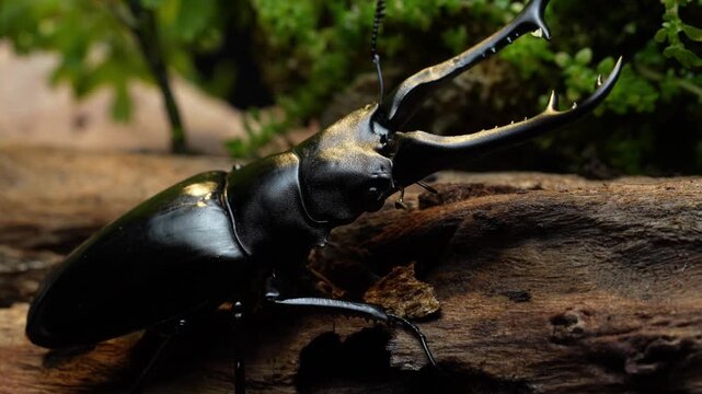 The stag beetle. Prosopocoilus giraffa, The giraffe stag beetle and is a member of the family Lucanidae in Thailand.