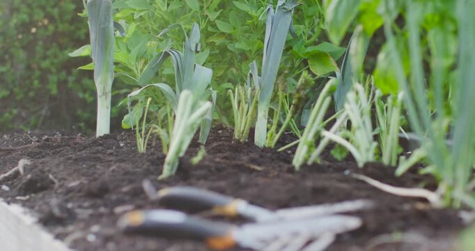 Vertical video: Camera pulling focus revealing trowel and fork with black handles on raised bed