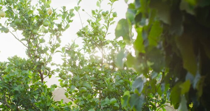 Central fruit tree glowing with backlit leaves and sun producing starburst lens flare in backyard