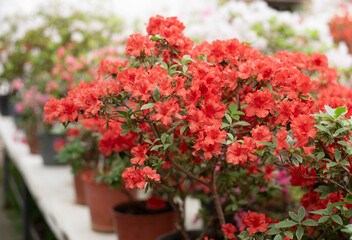 Naklejka premium Flowering bright red azalea, genus rhododendron. Wallpaper. Space for text. High quality photo