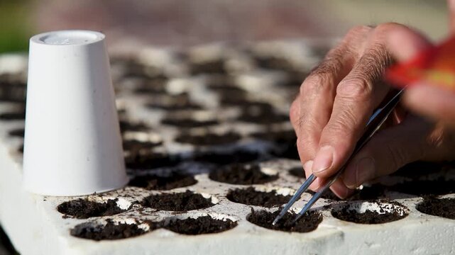 Man planting seed in soil in styrofoam box with tweezers, thermal protection and moisture retention