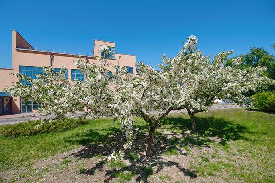 Beautiful apple trees in full white bloom standing on green grass lawn against clear blue sky with modern office building in background during bright sunny spring day. Blossoming fruit trees
