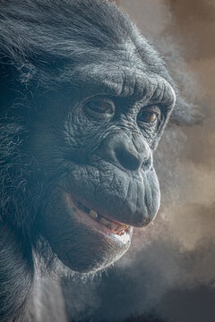 Chimpanzee Portrait Smiling Gently with Copy Space