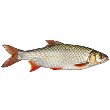 A detailed side view of a rutilus rutilus roach fish featuring silver scales and bright red fins
