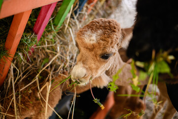 Fototapeta premium Baby alpaca cria eating fresh grass and hay on farm. Concept of animal growth, agriculture, cute fluffy alpaca portrait in rural environment, organic livestock farming, welfare, eco-friendly farming